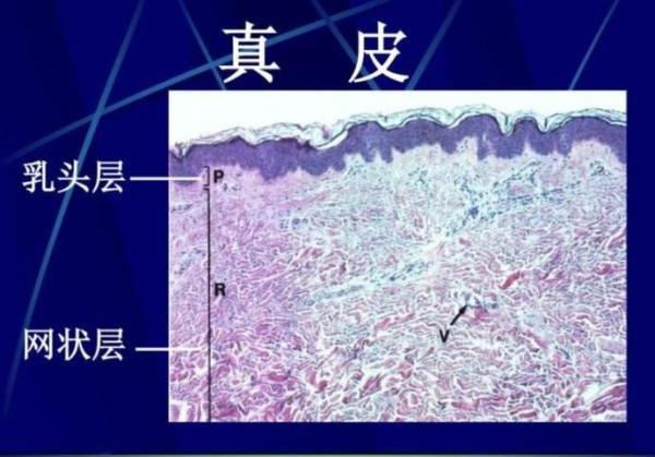 镇江推进中瑞生态园合作【鸭脖官网登录】